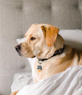 Dog lying on a bed